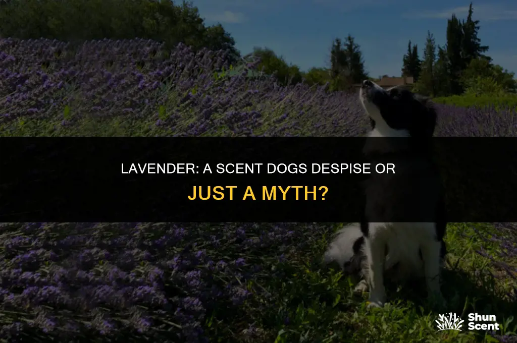 do dogs hate the smell of lavender