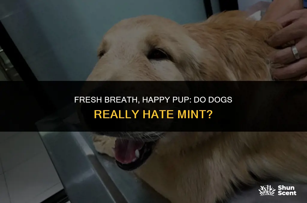 do dogs hate the smell of mint