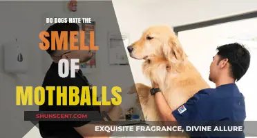 Do Dogs Despise the Scent of Mothballs? An In-Depth Look