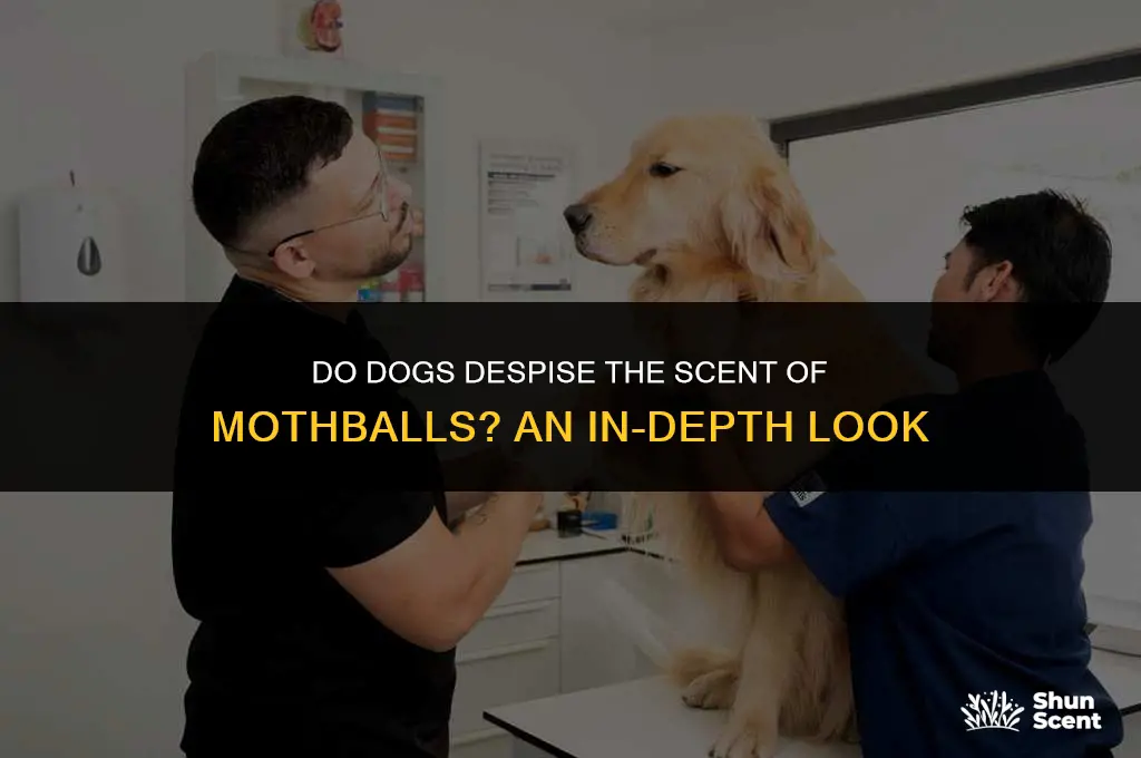 do dogs hate the smell of mothballs