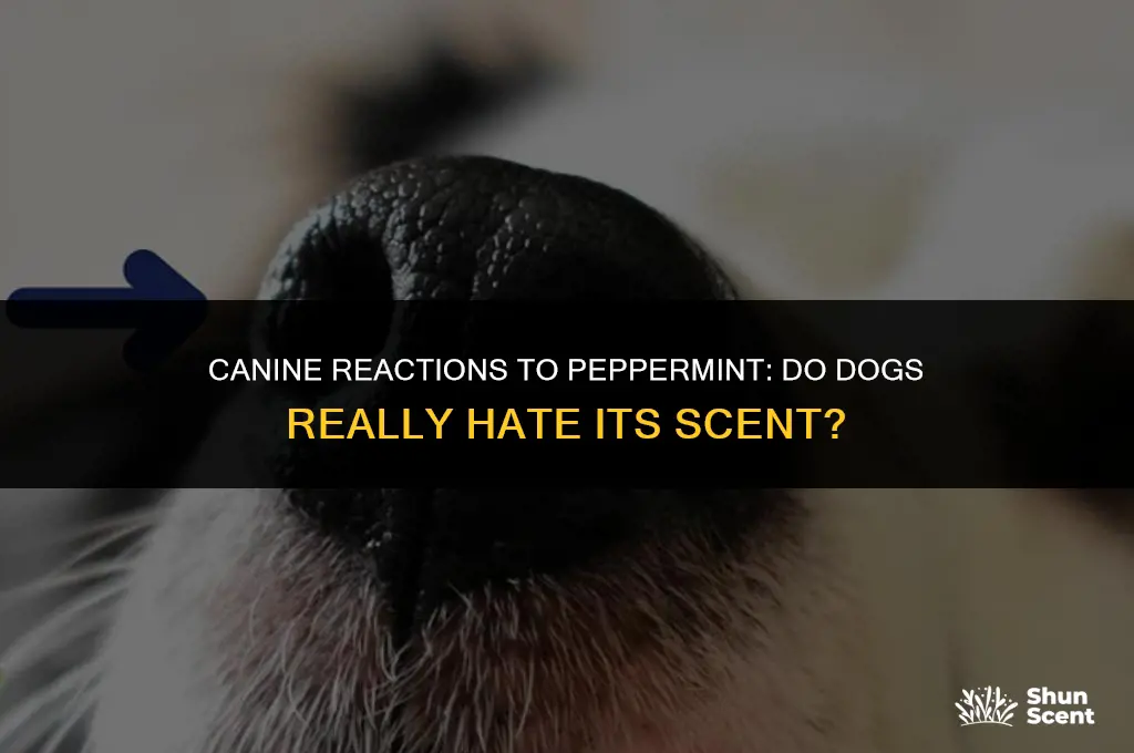do dogs hate the smell of peppermint