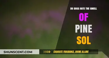 Canine Reactions to Pine-Sol: Myth or Reality?