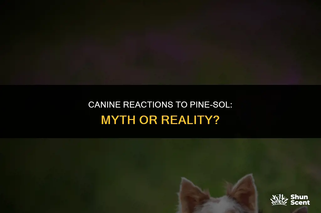 do dogs hate the smell of pine sol