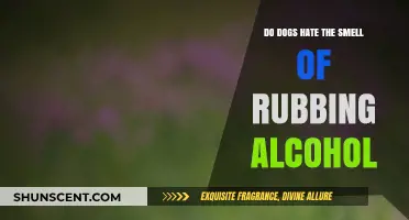 Canine Sensitivities: The Truth About Dogs and Rubbing Alcohol Aversion