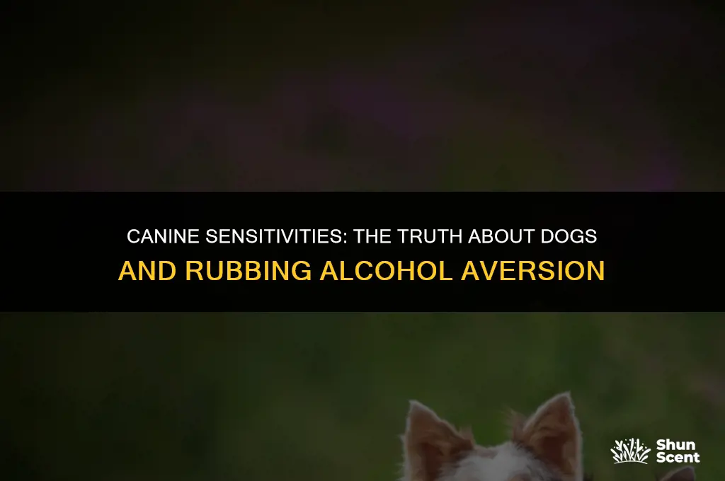 do dogs hate the smell of rubbing alcohol