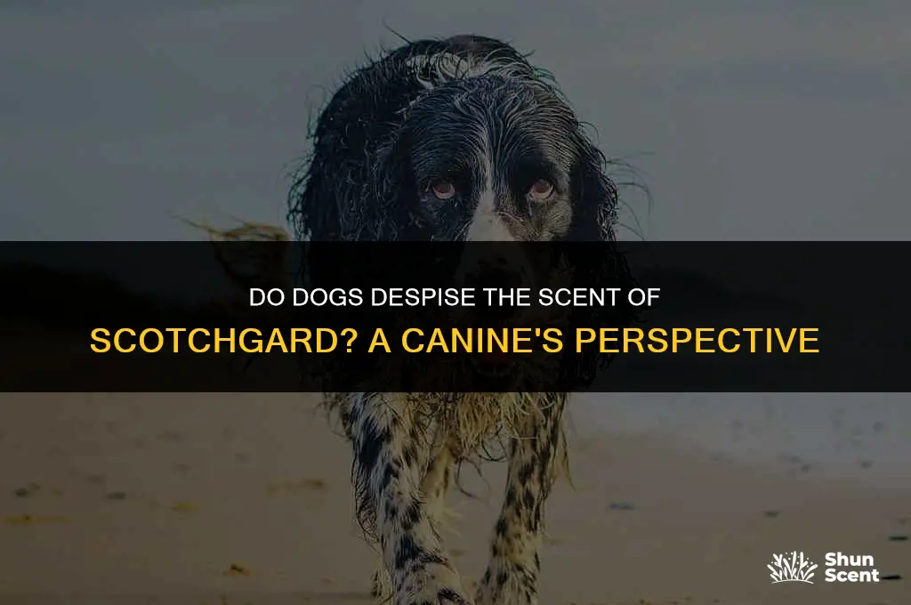 do dogs hate the smell of scotch guard