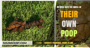 Do Dogs Despise Their Own Poop's Odor?