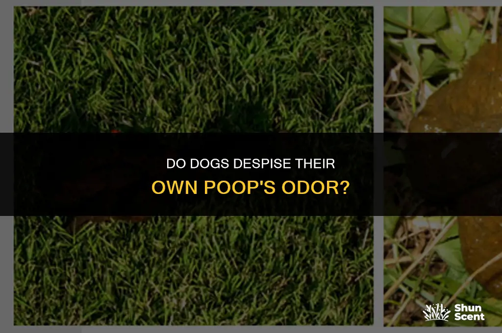 do dogs hate the smell of their own poop
