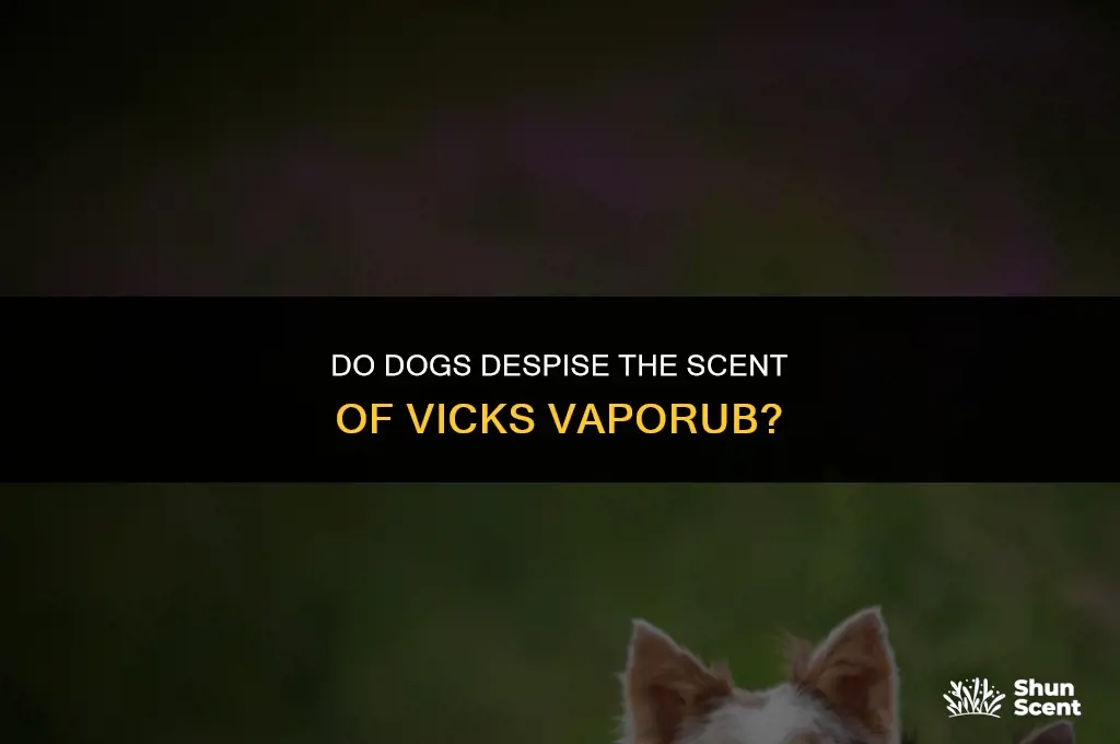 do dogs hate the smell of vicks