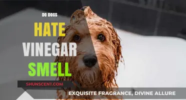 Canine Dislike: The Truth About Dogs and Vinegar Smell