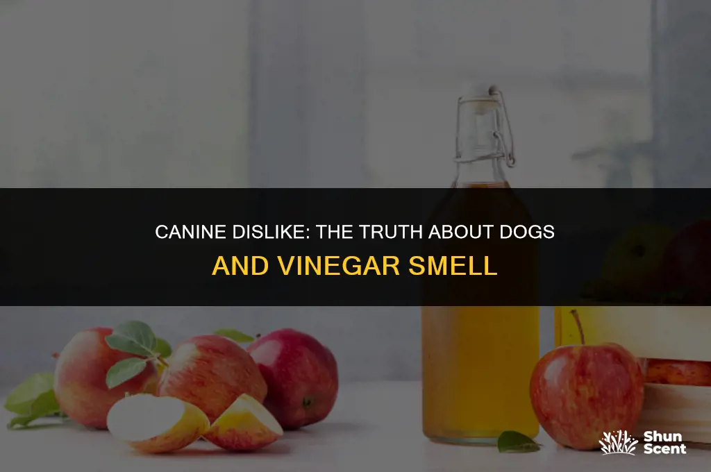 do dogs hate vinegar smell