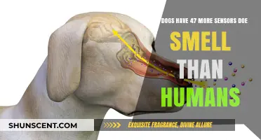 Unleashing the Truth: Canine Sense of Smell vs. Human Olfactory Abilities