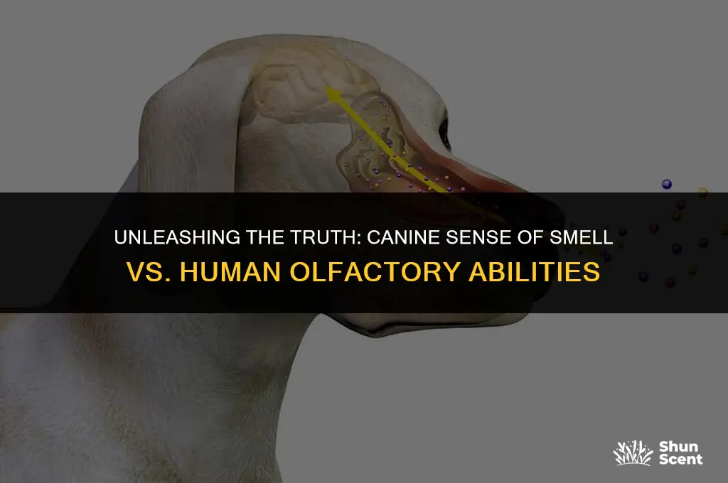do dogs have 47 more sensors doe smell than humans