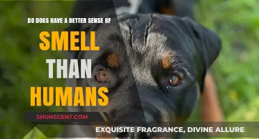 Unleashing the Truth: Canine Olfactory Powers vs. Human Noses