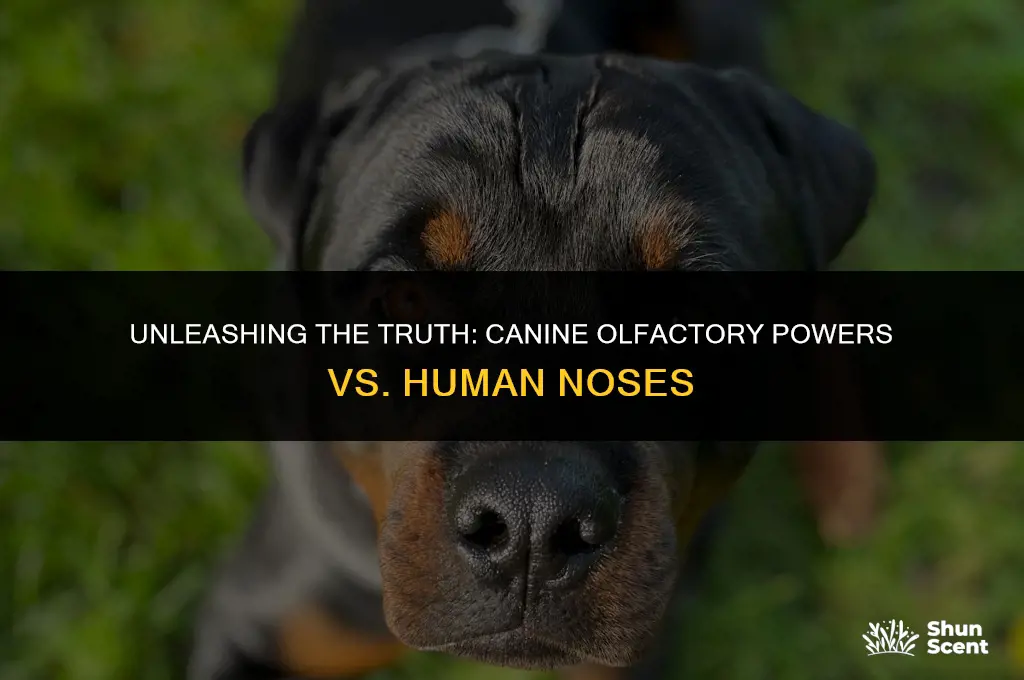 do dogs have a better sense of smell than humans