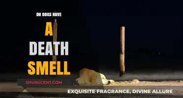 Unraveling the Mystery: Do Dogs Truly Sense Death?