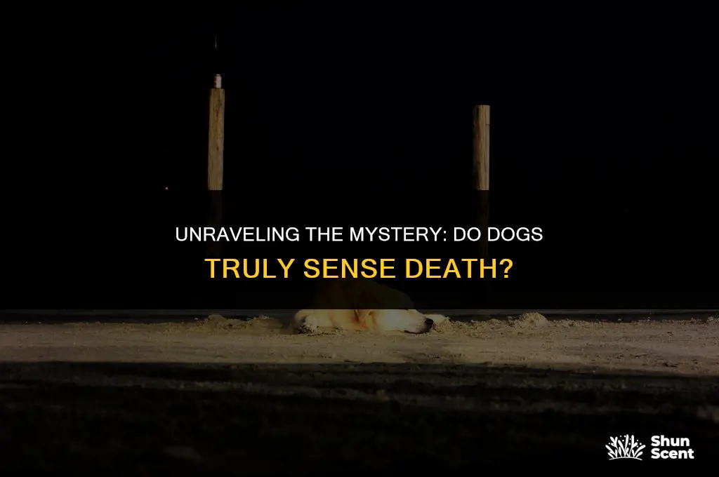 do dogs have a death smell