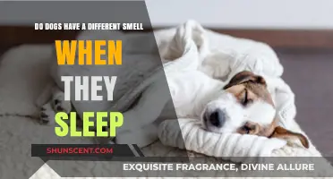 Do Dogs Have a Different Smell When They Sleep?