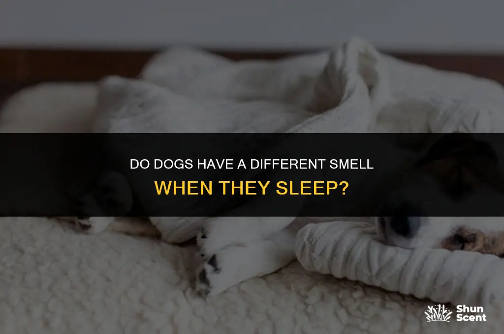 do dogs have a different smell when they sleep