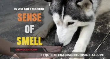 Unleashing the Power: Do Dogs Have a Heightened Sense of Smell?