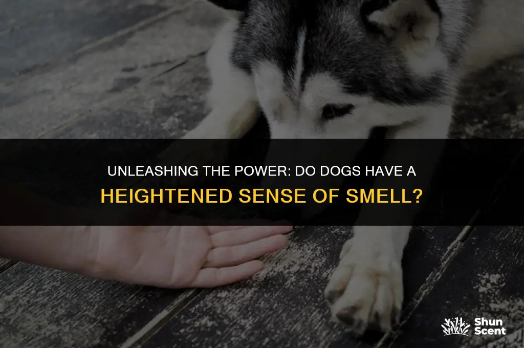 do dogs have a heightened sense of smell