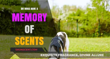 Can Dogs Remember Scents? Unlocking Their Olfactory Memory Secrets