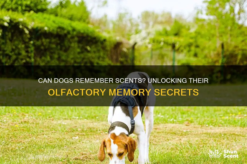 do dogs have a memory of scents
