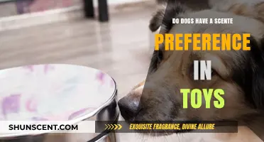 Do Dogs Prefer Certain Scents in Their Toys? Exploring Canine Preferences