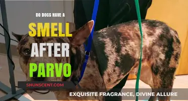 Understanding Canine Health: The Aftermath of Parvo Infection