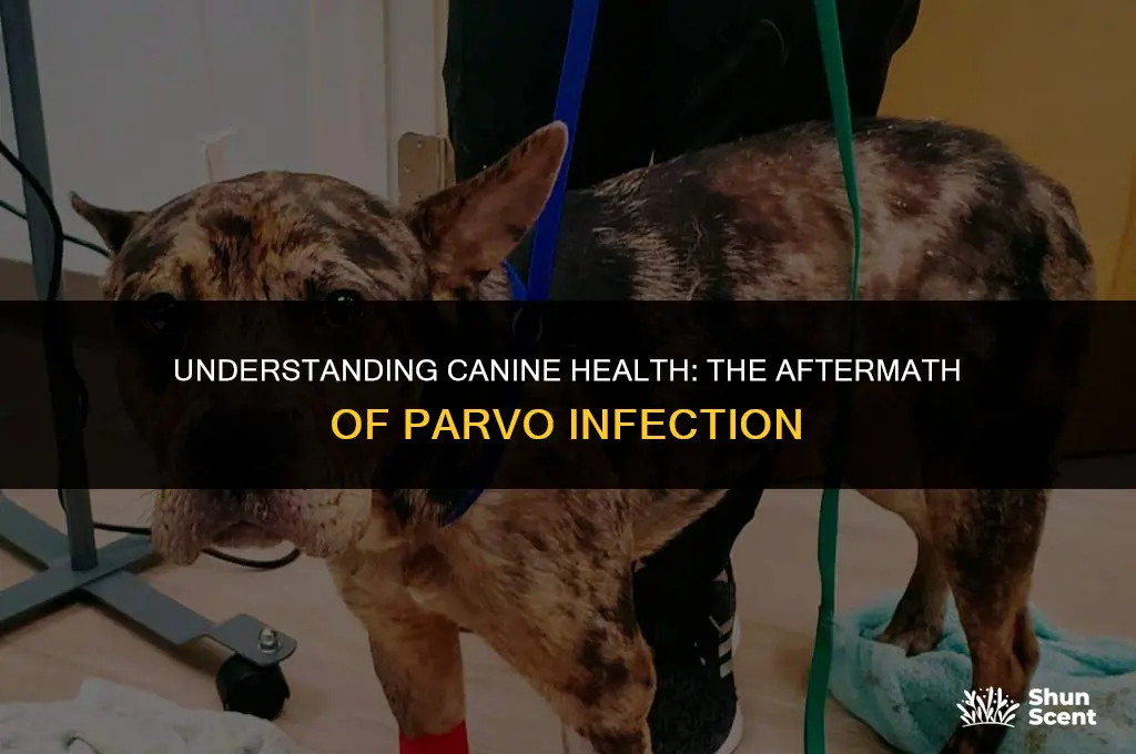 do dogs have a smell after parvo