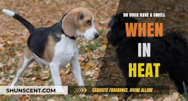 Understanding Canine Heat Cycles: Do Dogs Emit a Distinct Scent?