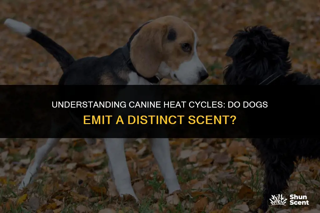 do dogs have a smell when in heat