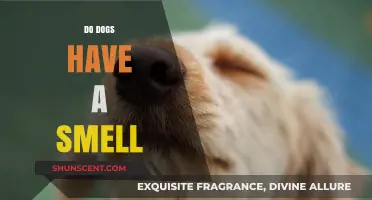 Unleashing the Truth: Do Dogs Really Have a Unique Smell?