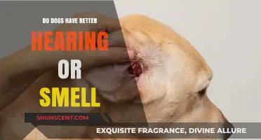 Unleashing the Truth: Canine Hearing vs. Smell - Which Sense Reigns Supreme?
