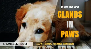 Do Dogs Have Scent Glands in Their Paws? Uncovering the Truth