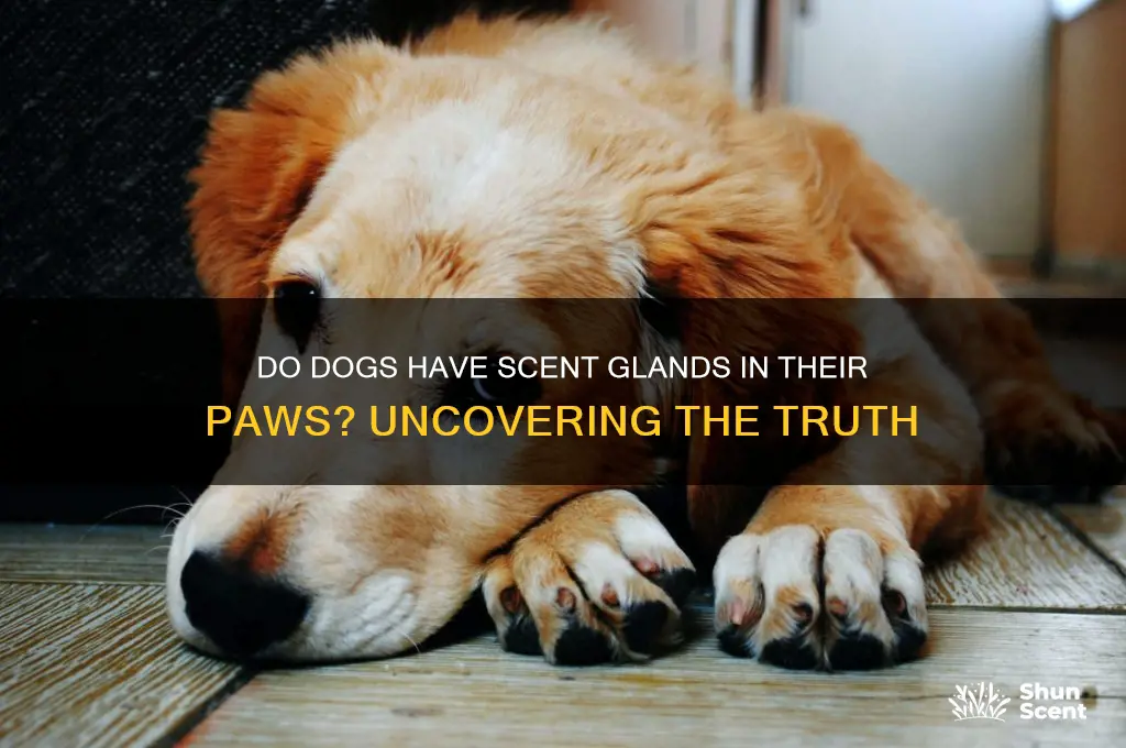 do dogs have scent glands in paws