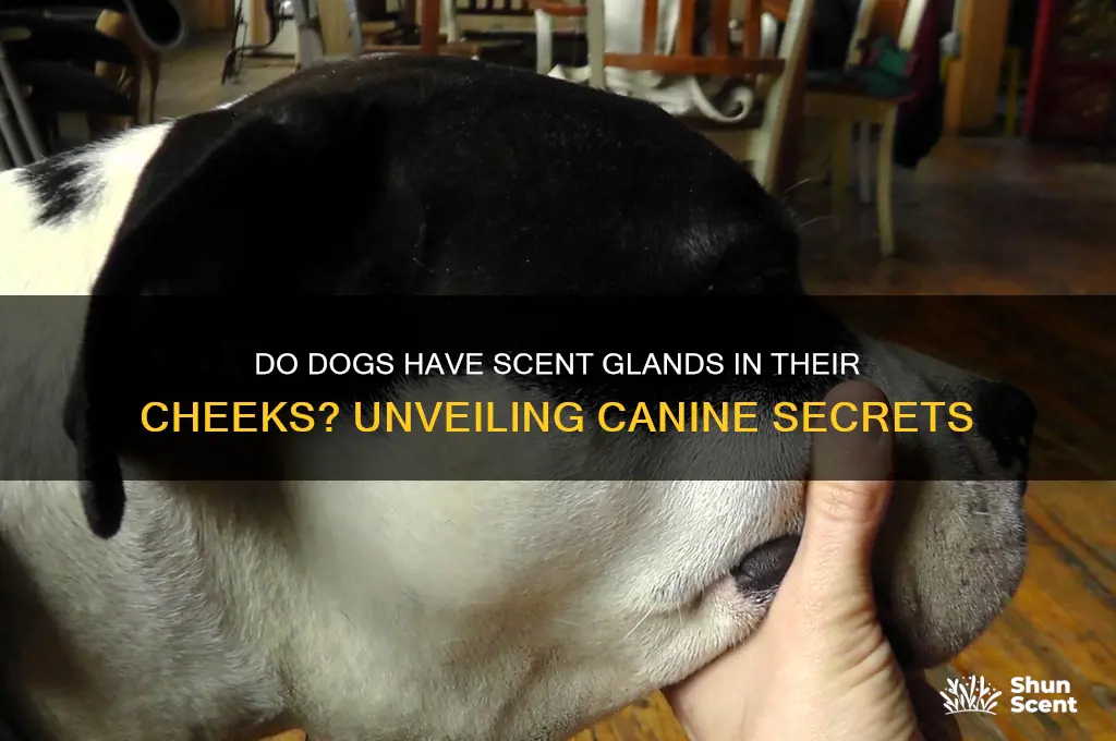 do dogs have scent glands in their cheeks