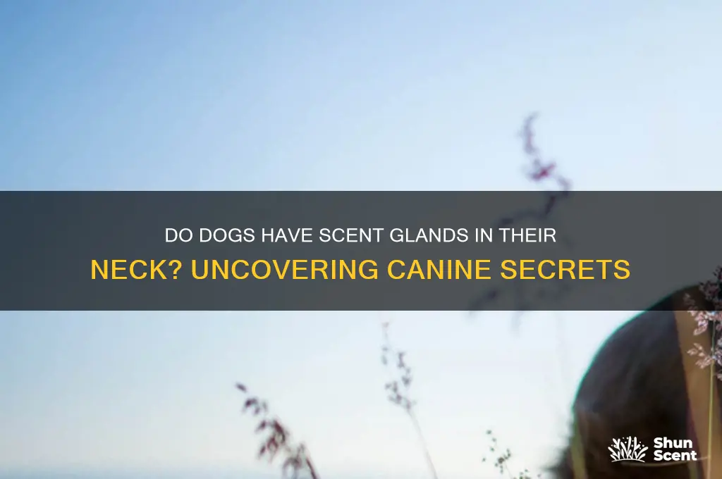 do dogs have scent glands in their neck