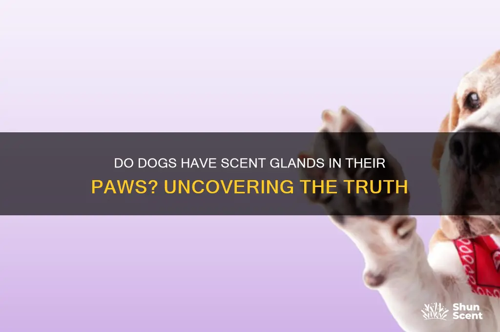 do dogs have scent glands in their paws