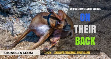 Do Dogs Have Scent Glands on Their Back? Uncovering Canine Secrets