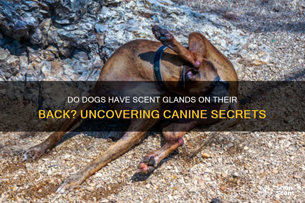 do dogs have scent glands on their back