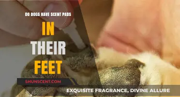 Do Dogs Have Scent Pads in Their Feet? Uncovering Canine Secrets