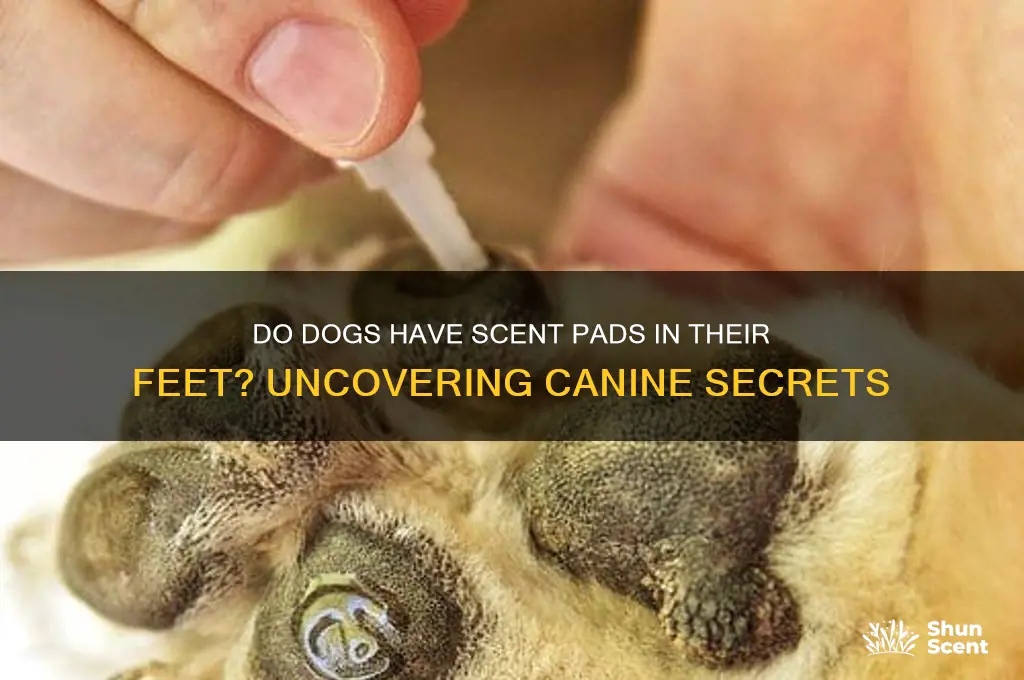 do dogs have scent pads in their feet
