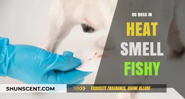 Do Dogs in Heat Smell Fishy? Understanding Canine Behavior