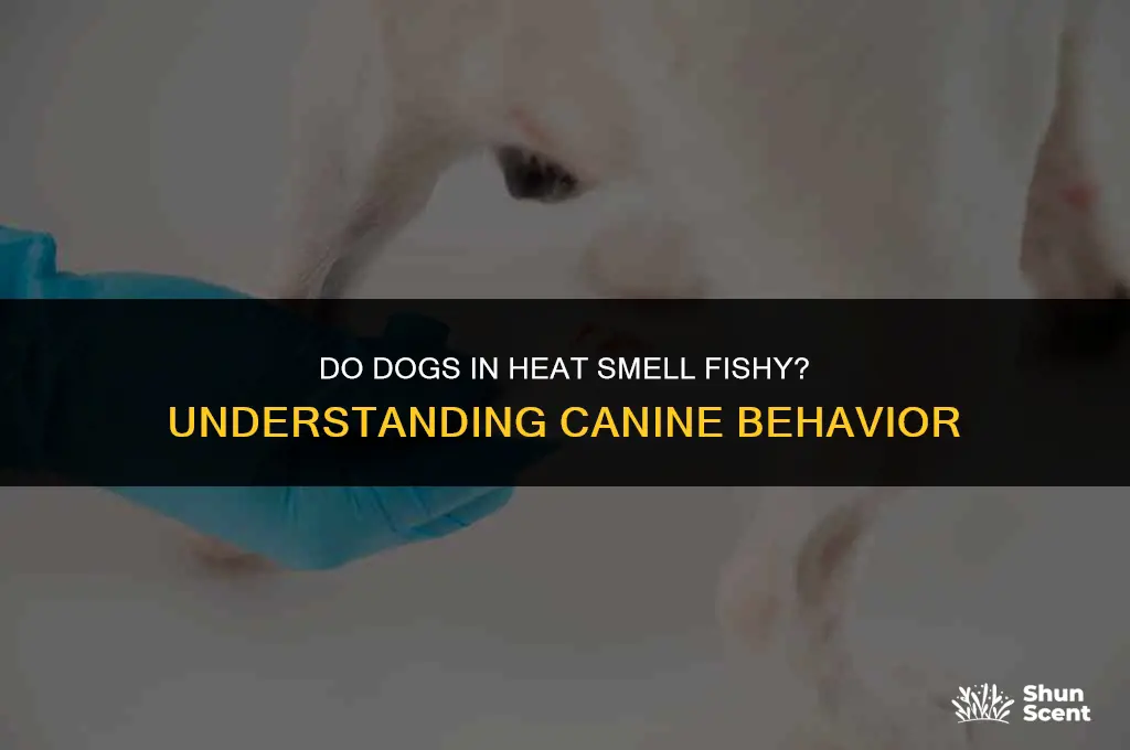 do dogs in heat smell fishy