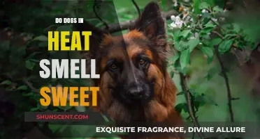 The Sweet Scent of Canine Heat: Unraveling the Mystery