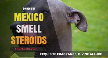 Do Dogs in Mexico Detect Steroids? An In-Depth Look
