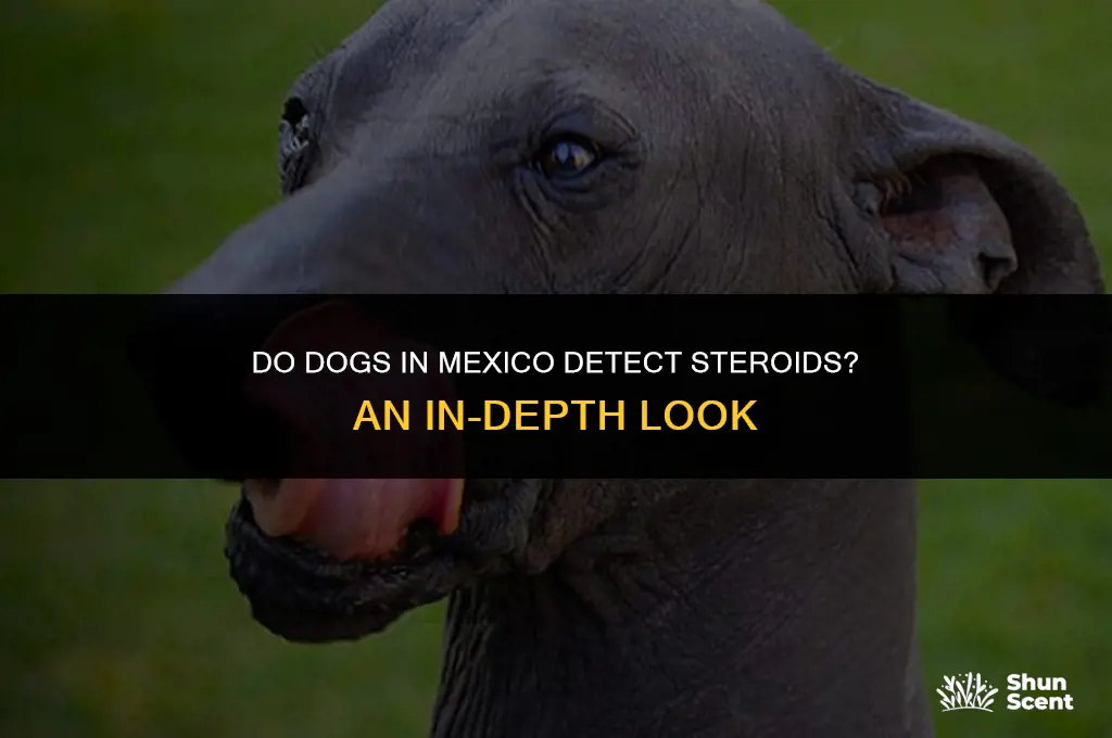 do dogs in mexico smell steroids