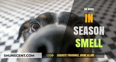 Unveiling the Truth: Do Dogs in Season Really Smell Different?