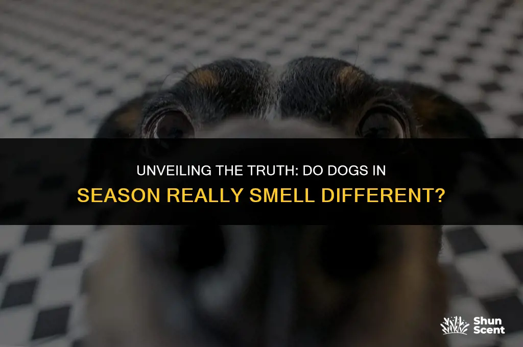 do dogs in season smell
